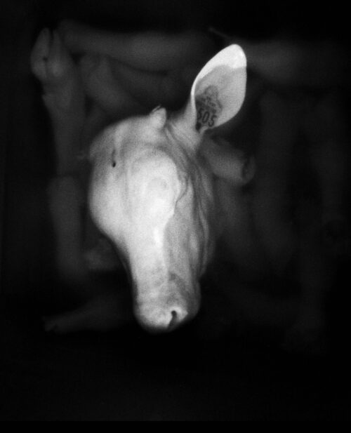 Tête de veau 2 Master 2 (24x30) 16 04 25 1200pp417