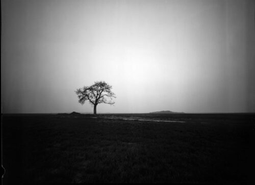 arbre dans la brume 3 TdP 90mn Piezo - 21 01 21